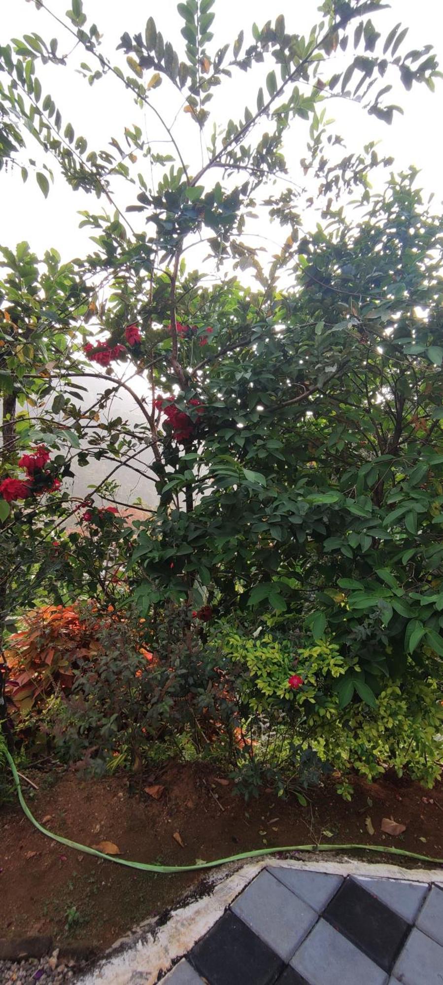 Koonamparayil Home Stay Munnar Anaviratty-Family Only Exteriör bild