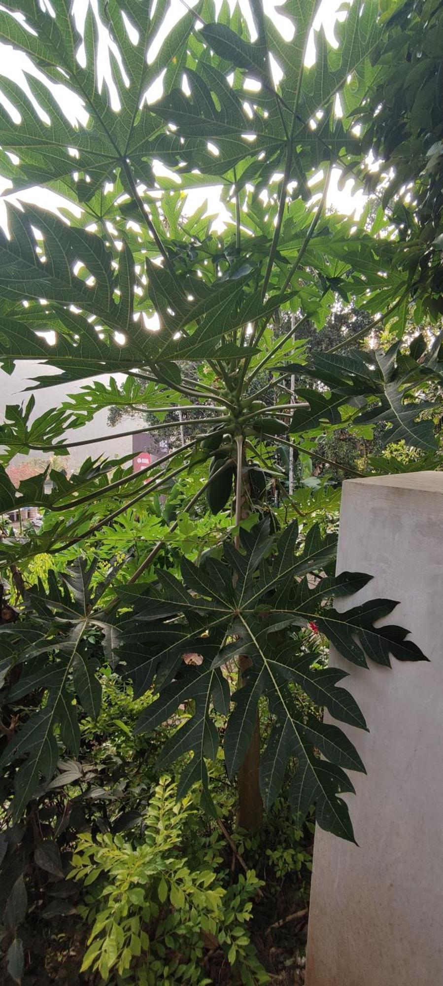 Koonamparayil Home Stay Munnar Anaviratty-Family Only Exteriör bild