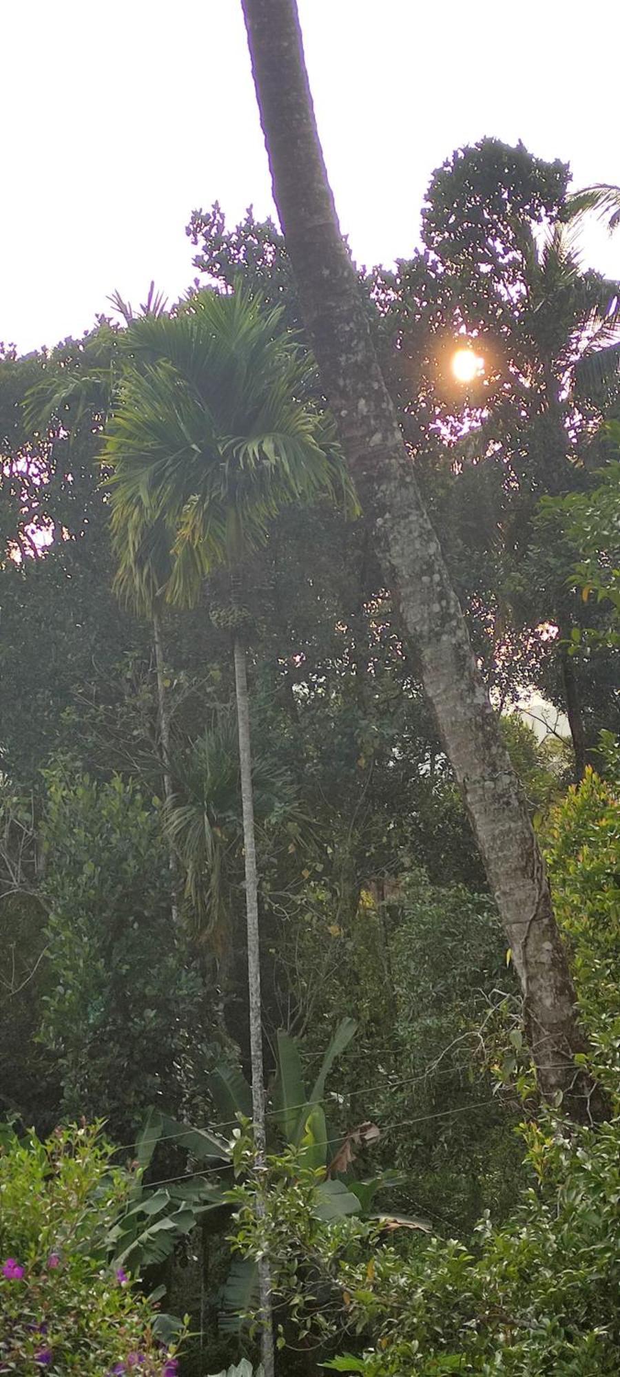 Koonamparayil Home Stay Munnar Anaviratty-Family Only Exteriör bild